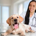 doctora perro